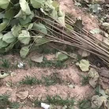 梓树苗