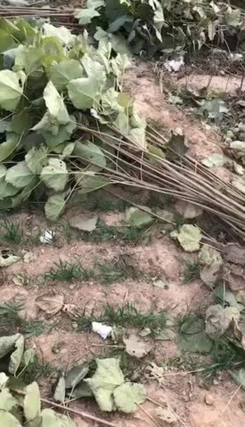 梓树苗