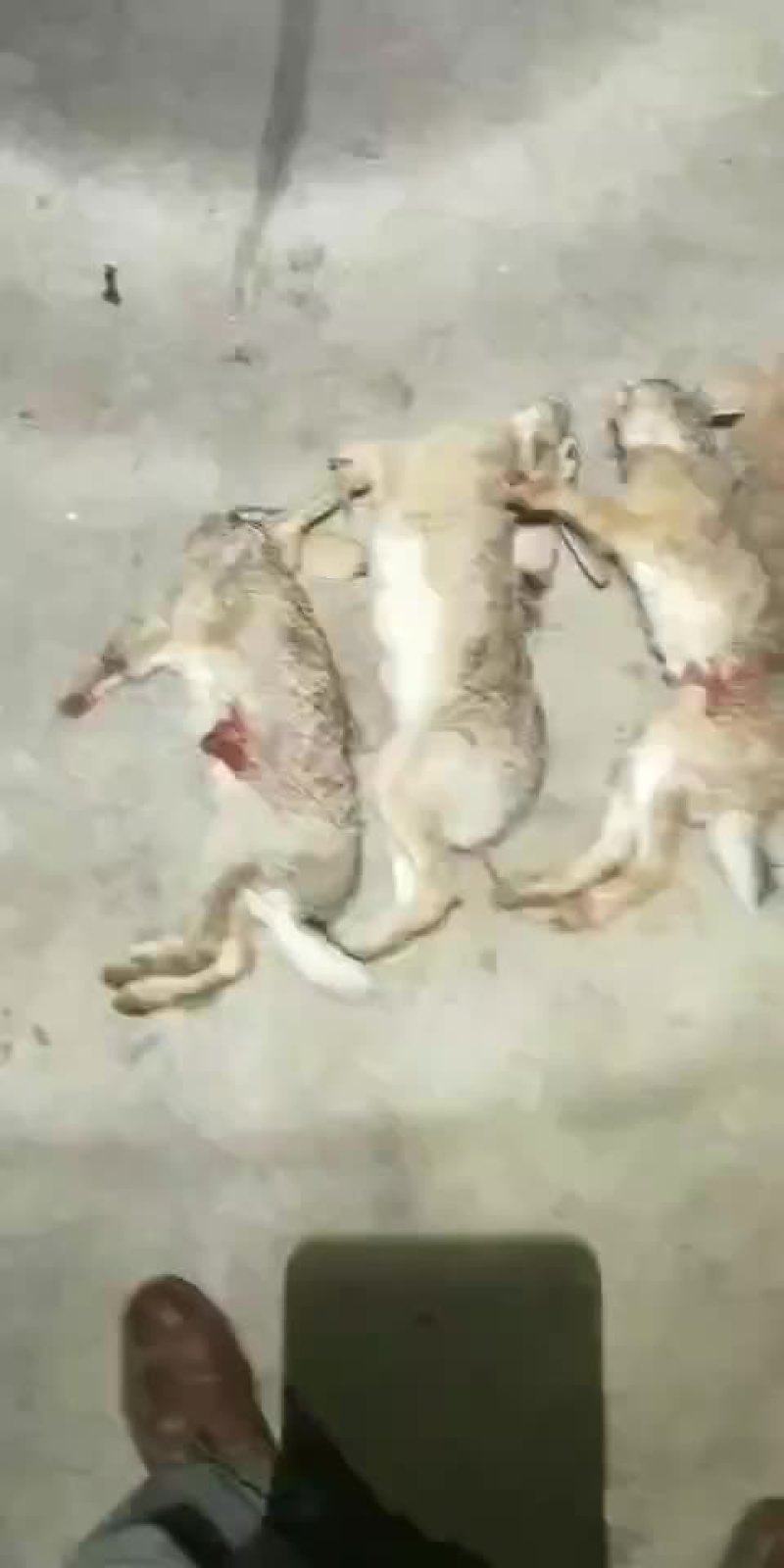 大众畜牧业