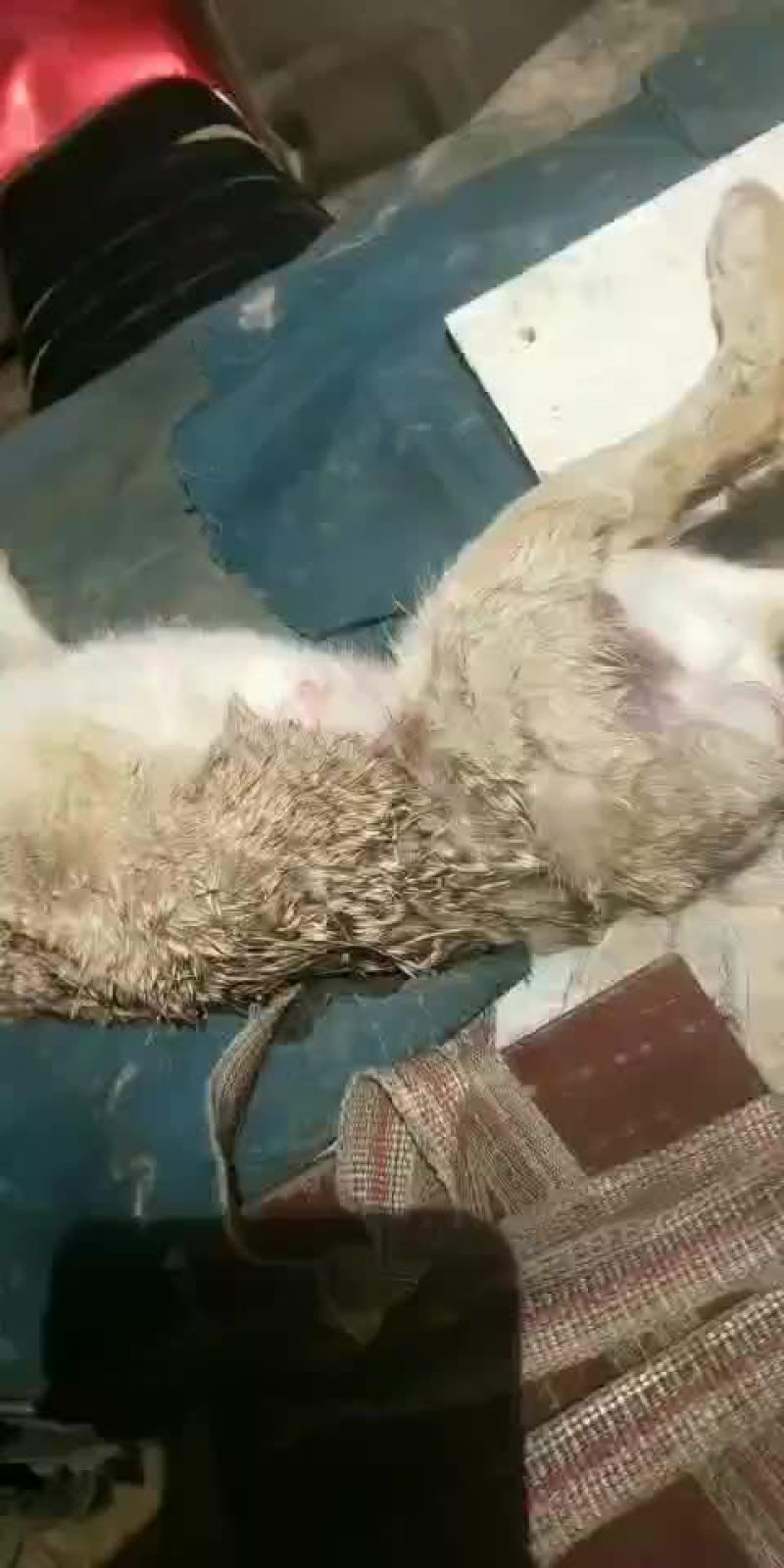 大众畜牧业