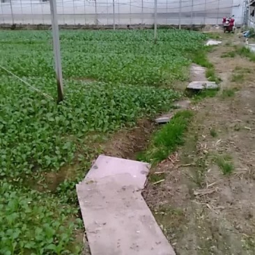广东菜心