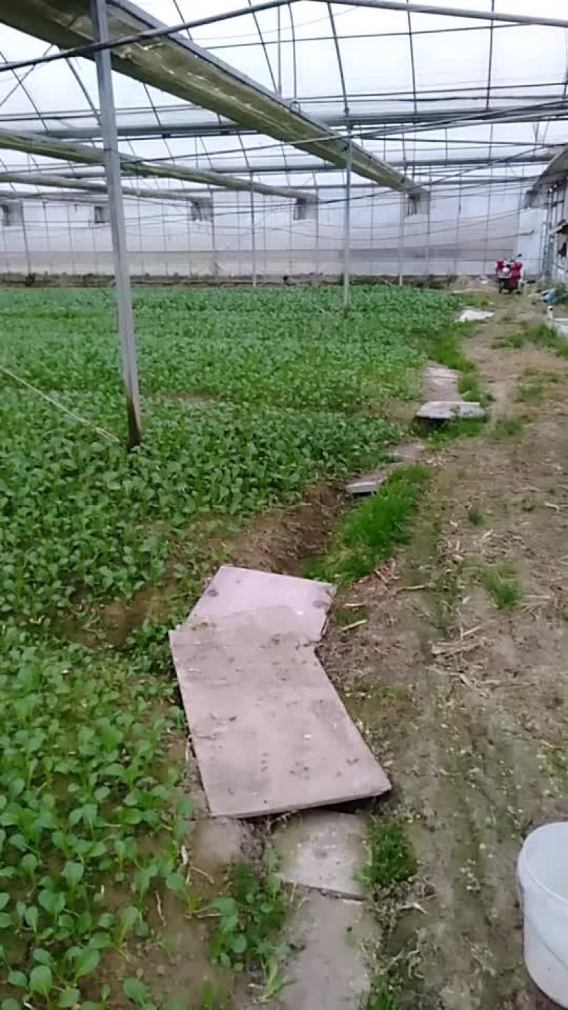 广东菜心