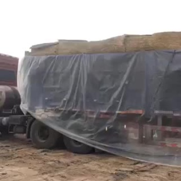 甘肃洋葱