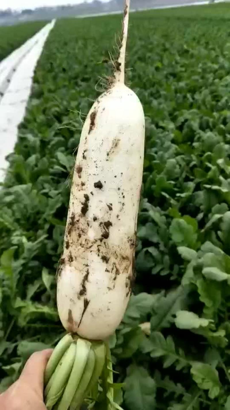 白萝卜大量上市