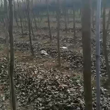五角枫