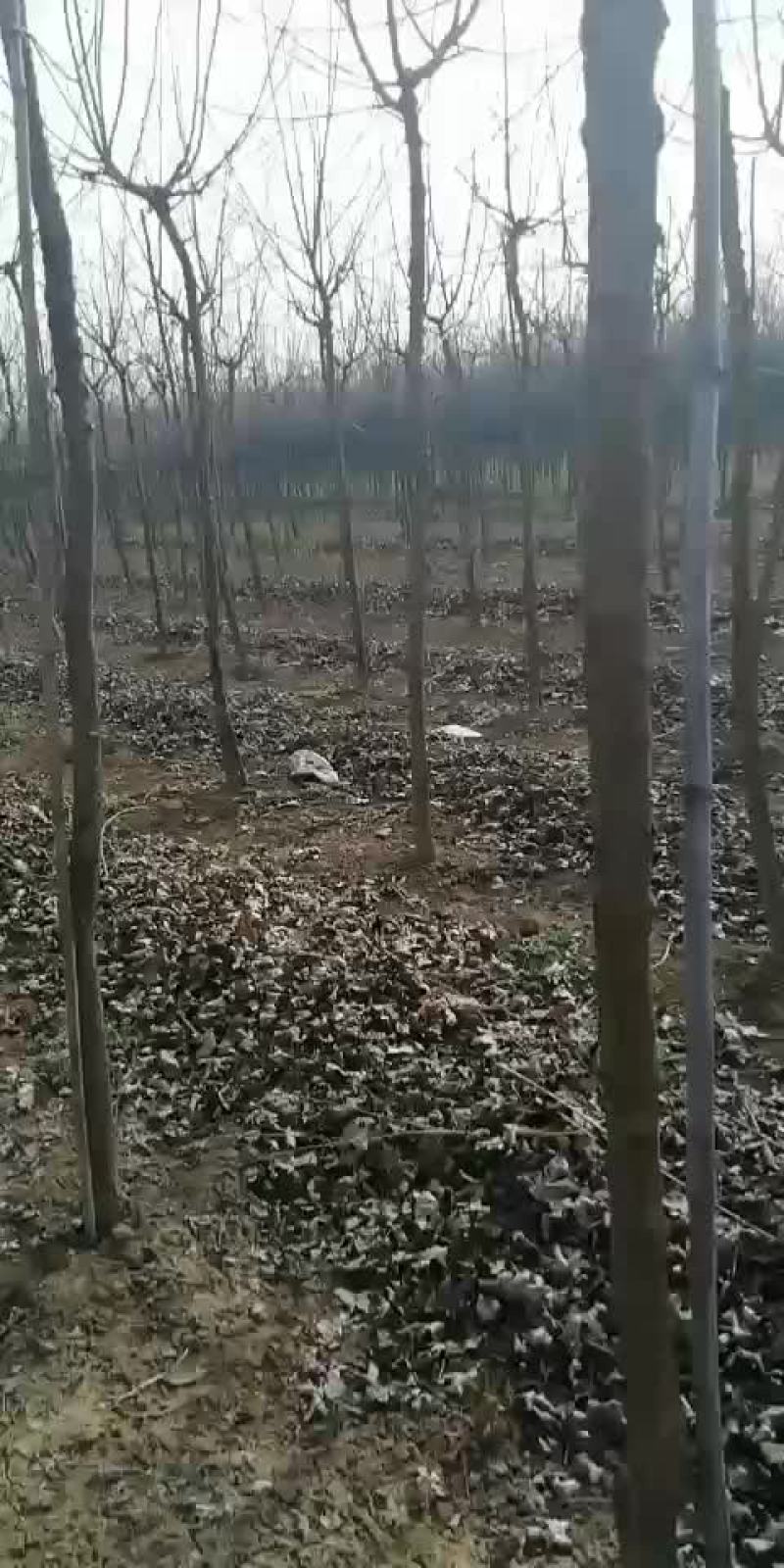 五角枫