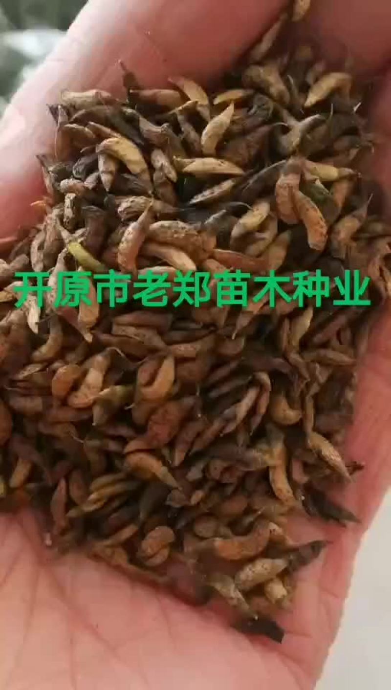 白桦种子紫穗槐种子丝棉木种子山杏种子