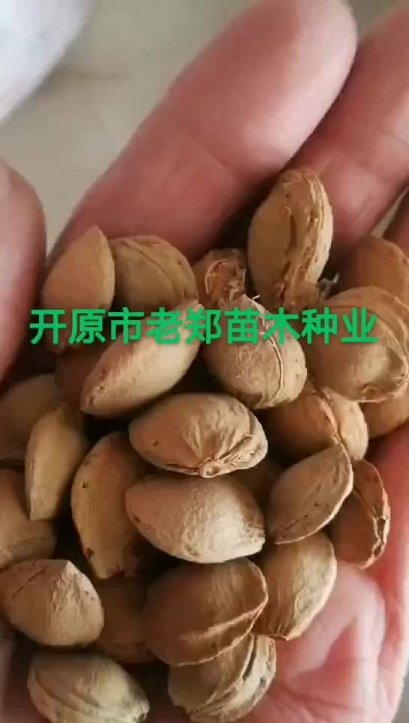 白桦种子紫穗槐种子丝棉木种子山杏种子