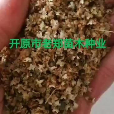 白桦种子紫穗槐种子丝棉木种子山杏种子