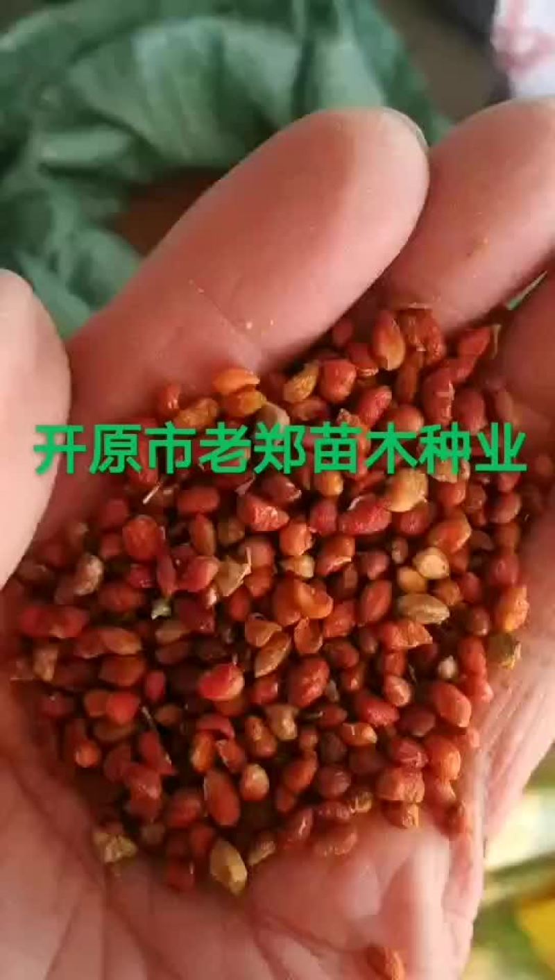 白桦种子紫穗槐种子丝棉木种子山杏种子
