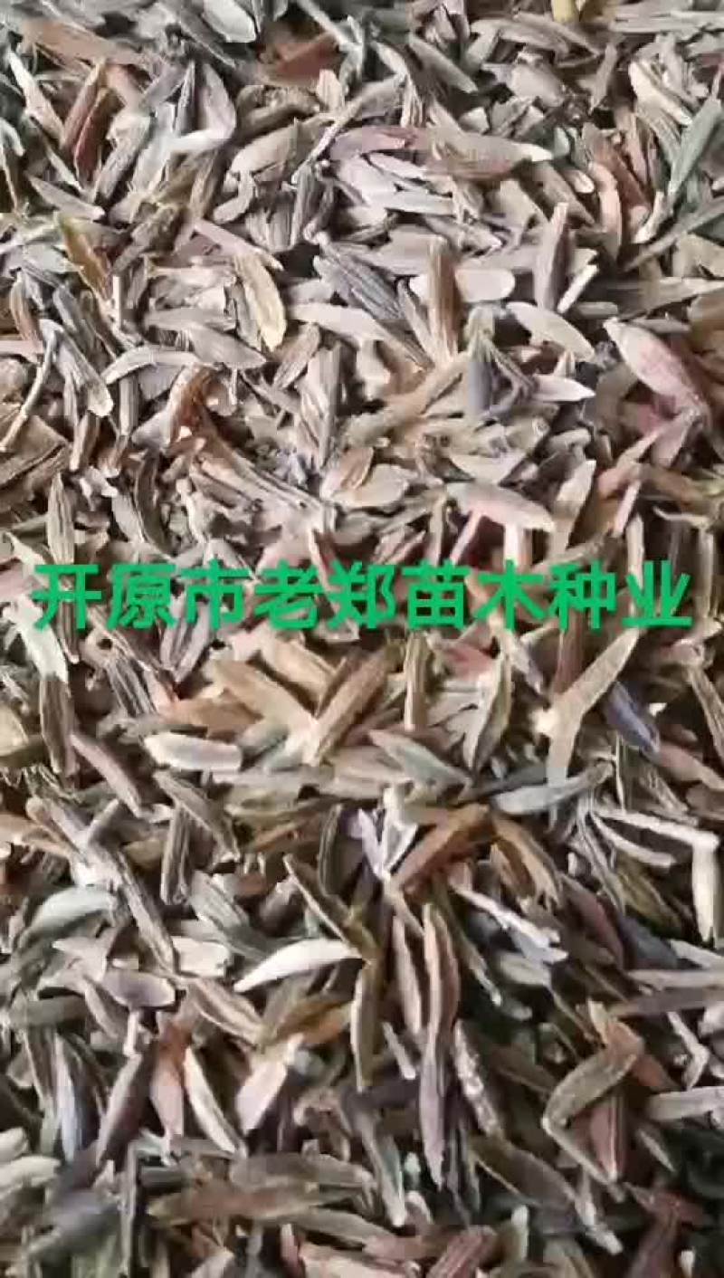 白桦种子紫穗槐种子丝棉木种子山杏种子