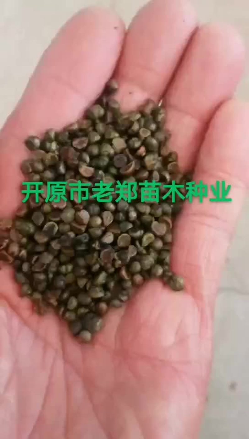 白桦种子紫穗槐种子丝棉木种子山杏种子