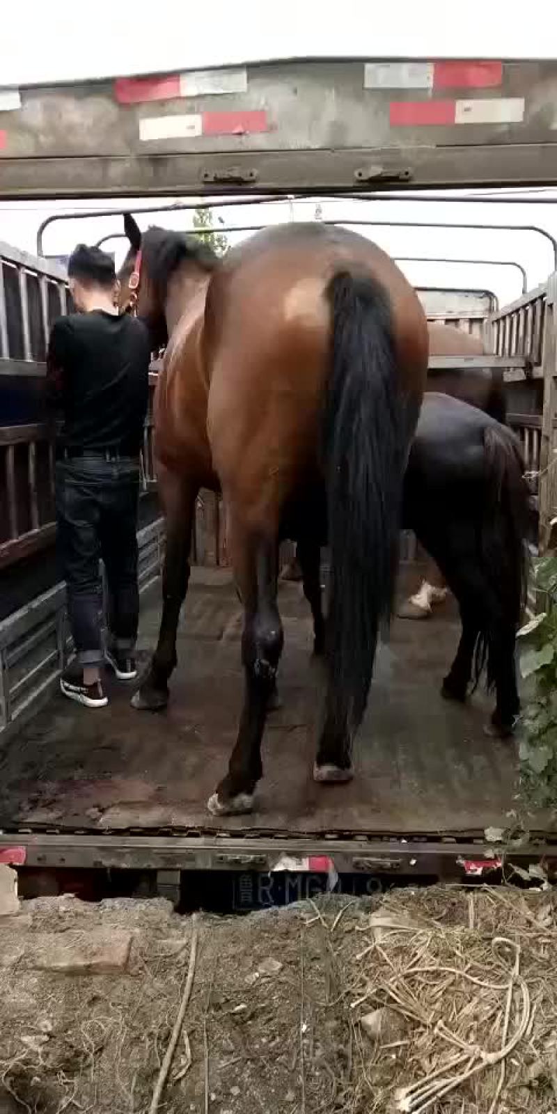 宠物矮马。骑乖马。德保矮马。包运输。包技术。货到付款