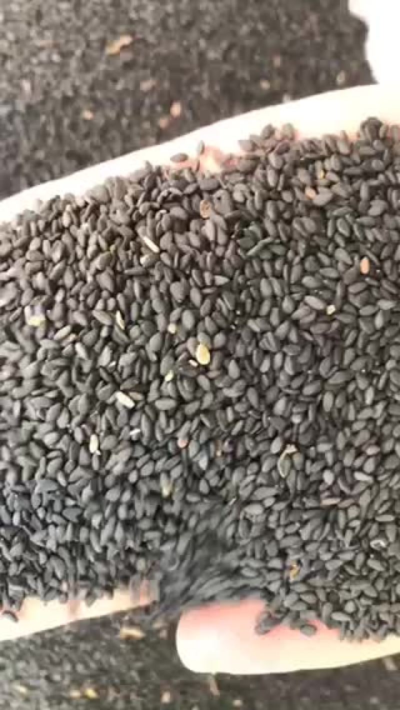 黑芝麻