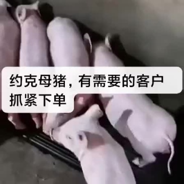 约克母猪，苏太母猪，大约克，长白母猪，太湖母猪，杜洛克，