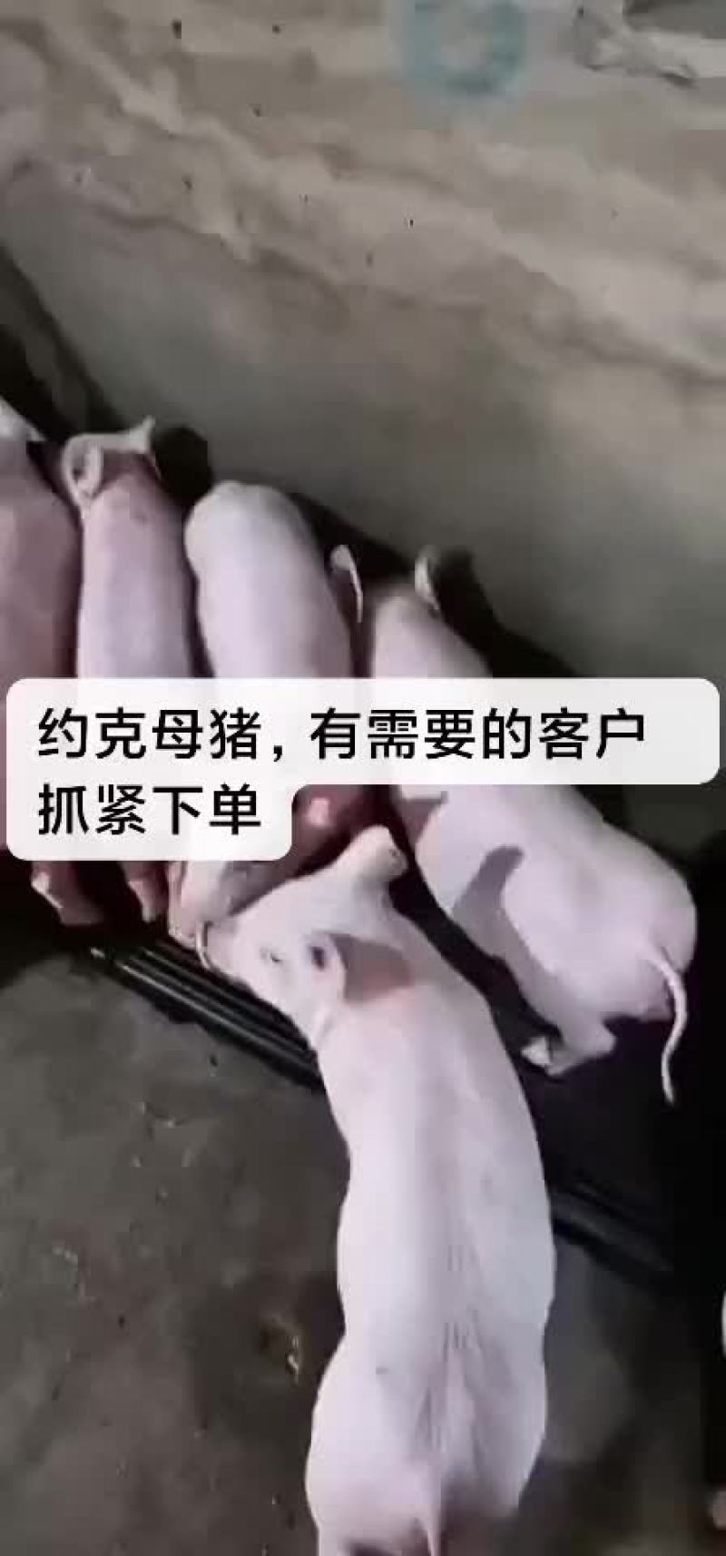 约克母猪，苏太母猪，大约克，长白母猪，太湖母猪，杜洛克，