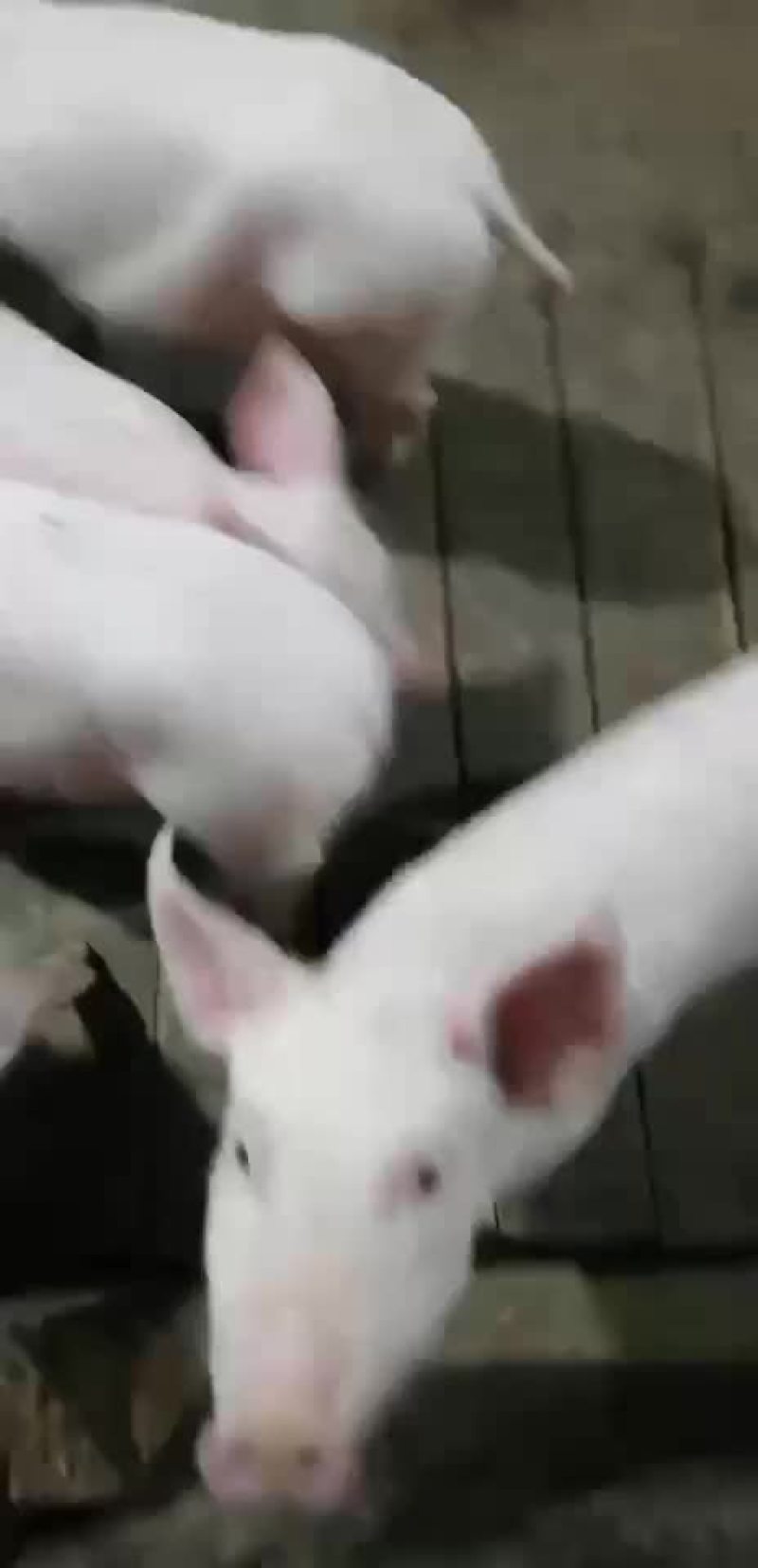 约克母猪，苏太母猪，大约克，长白母猪，太湖母猪，杜洛克，