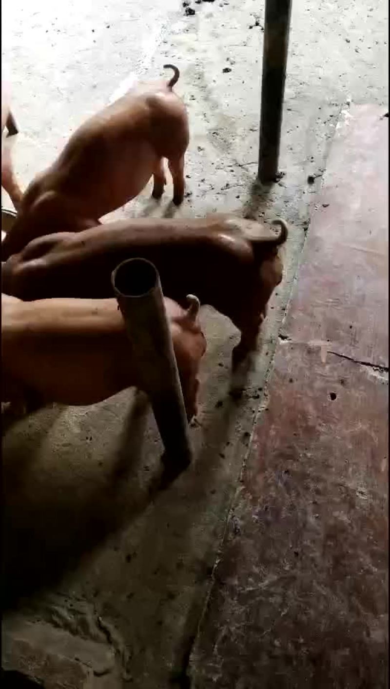 约克母猪，苏太母猪，大约克，长白母猪，太湖母猪，杜洛克，