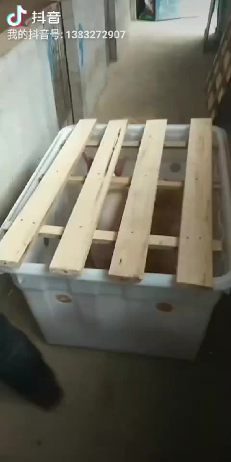 约克母猪，苏太母猪，大约克，长白母猪，太湖母猪，杜洛克，