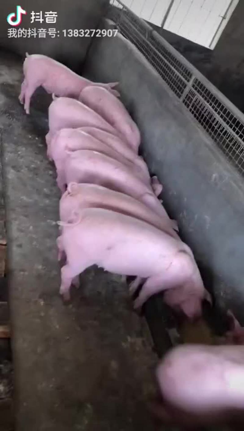 约克母猪，苏太母猪，大约克，长白母猪，太湖母猪，杜洛克，