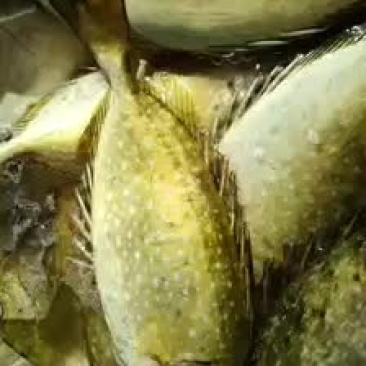 蓝子鱼