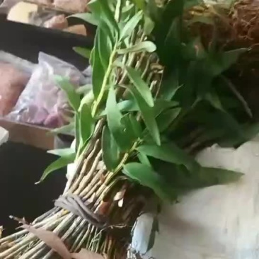 铁皮石斛