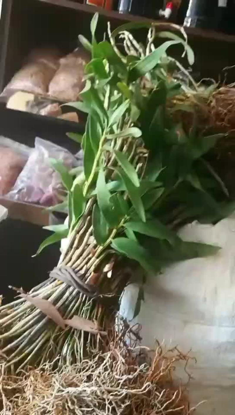 铁皮石斛