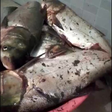 新鲜死鱼