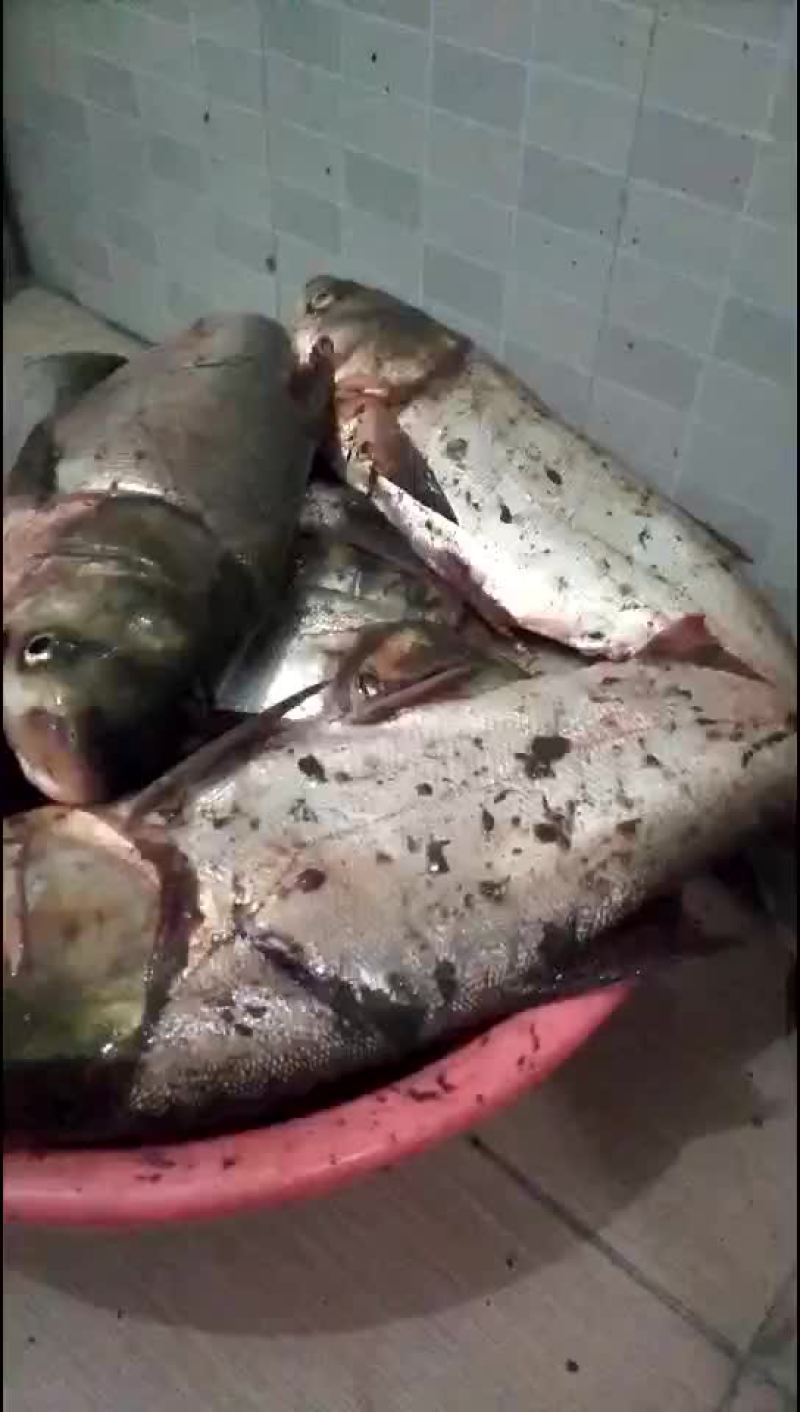 新鲜死鱼