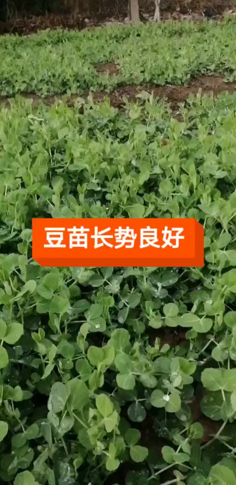 新鲜豌豆苗