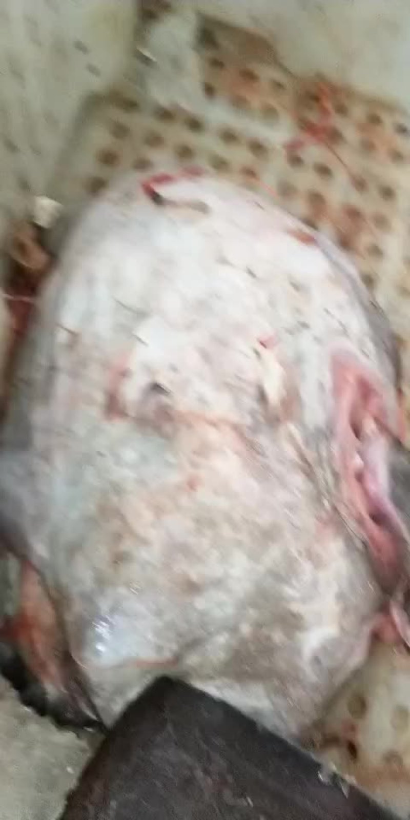 安康鱼