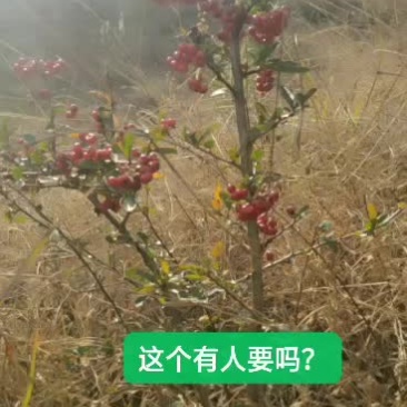 火棘