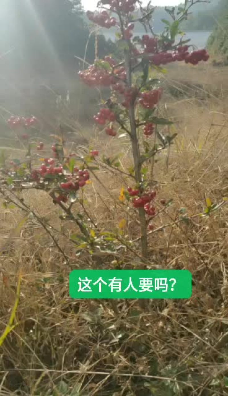 火棘