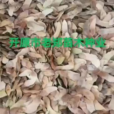 五角枫种子元宝枫种子