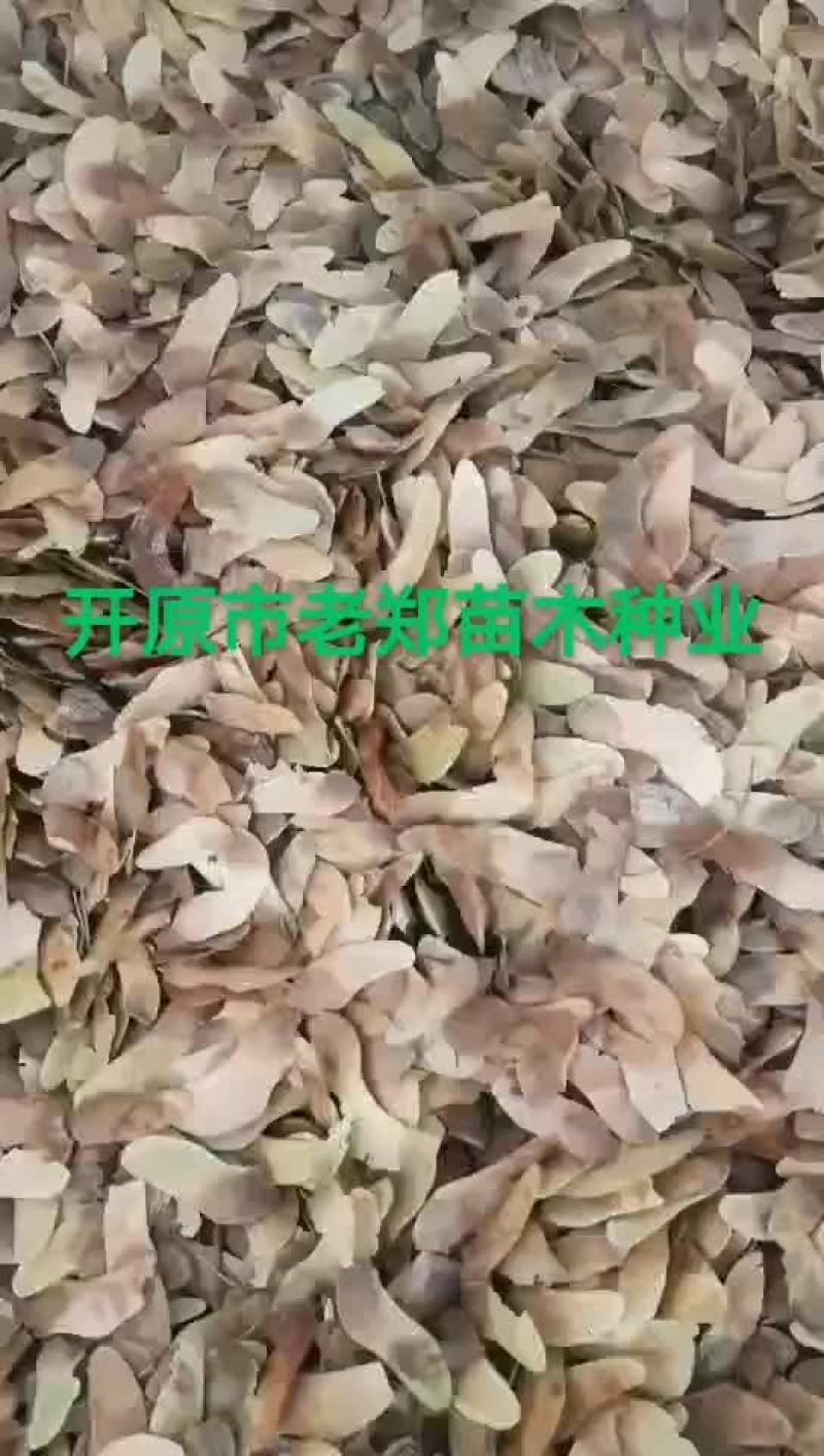 五角枫种子元宝枫种子