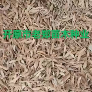 糖槭种子复叶槭种子