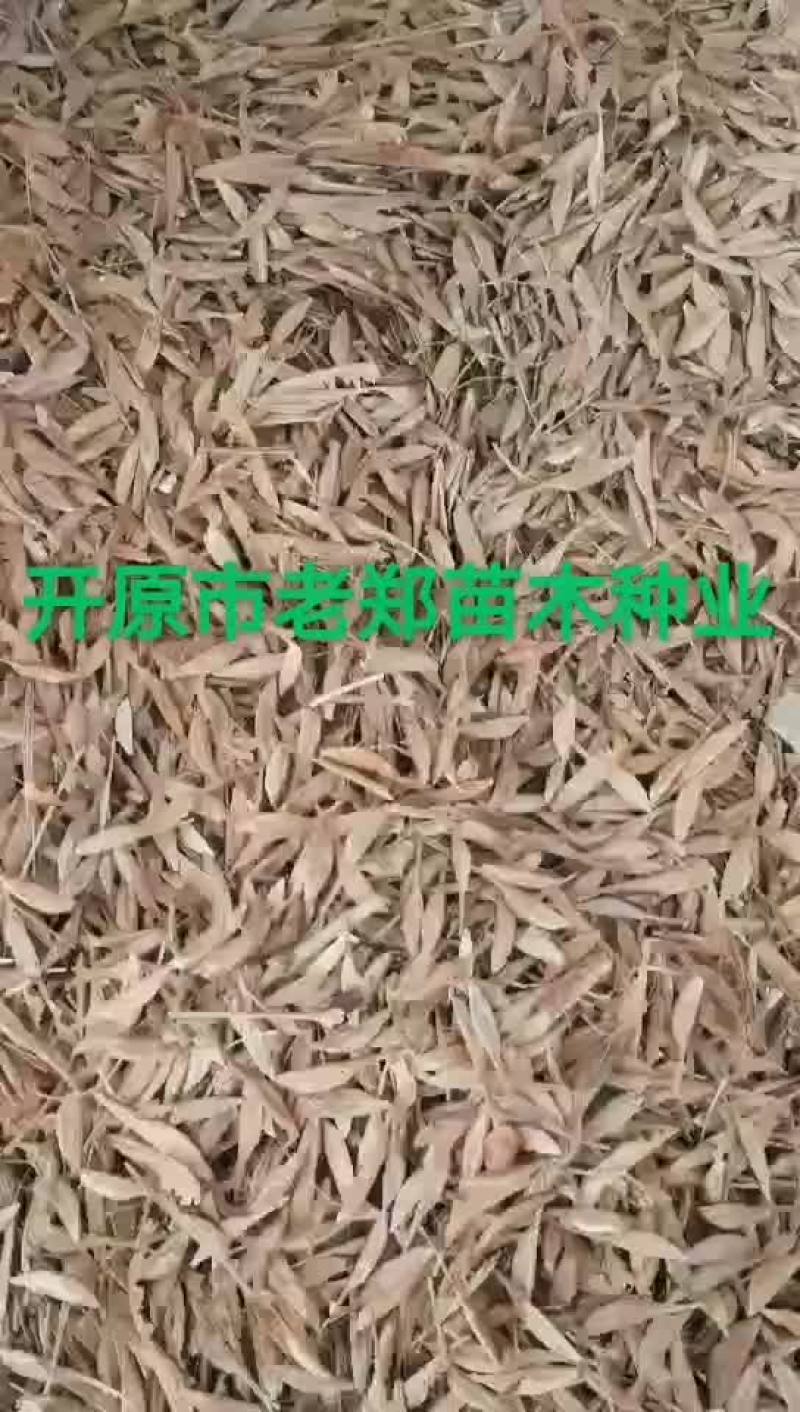 糖槭种子复叶槭种子