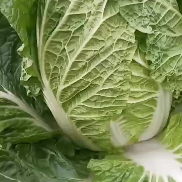 精品黄心菜
