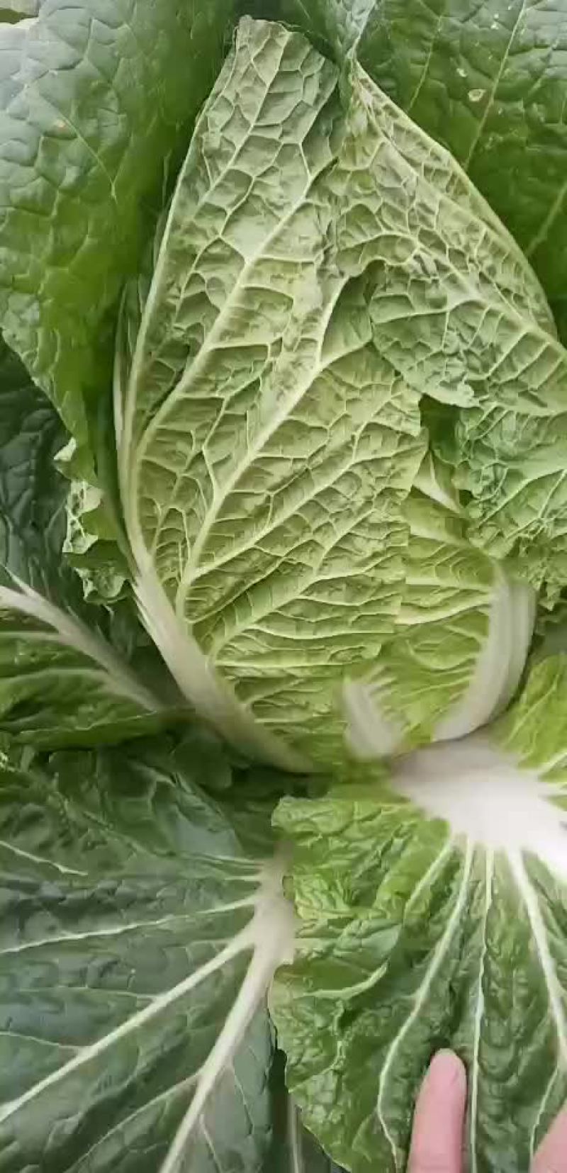 精品黄心菜