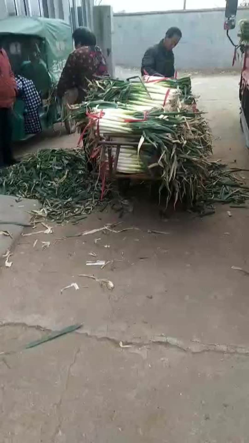 大葱，净葱