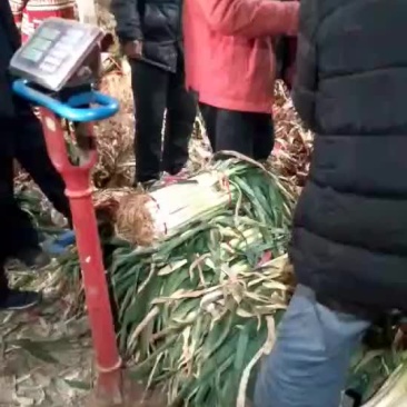 大葱，净葱
