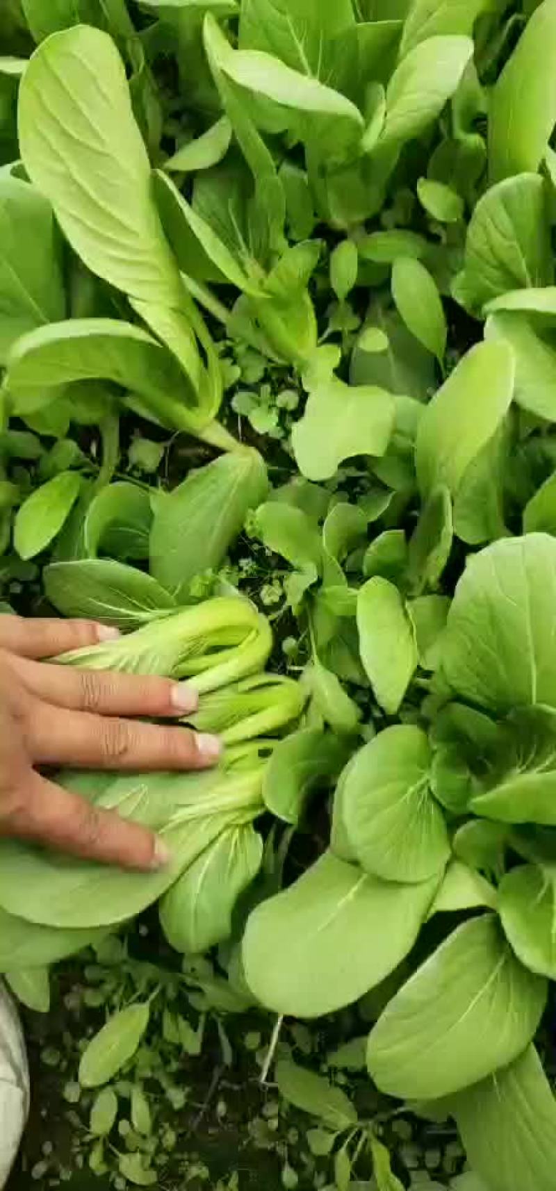 上海青小油菜
