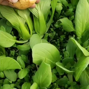 上海青小油菜