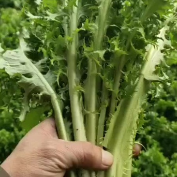 叶菜类