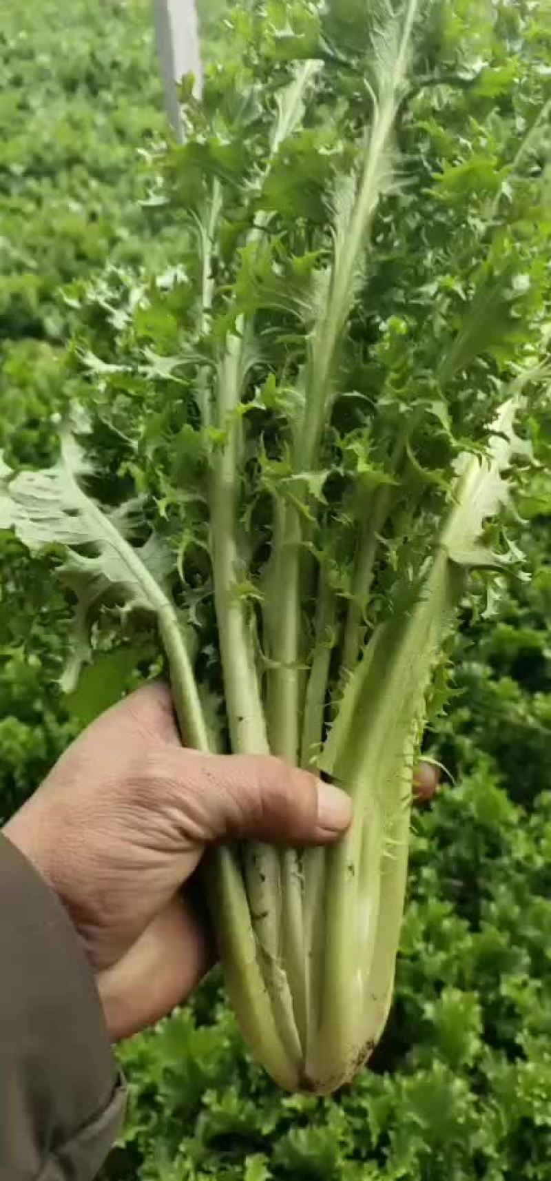 叶菜类
