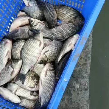 鲫鱼