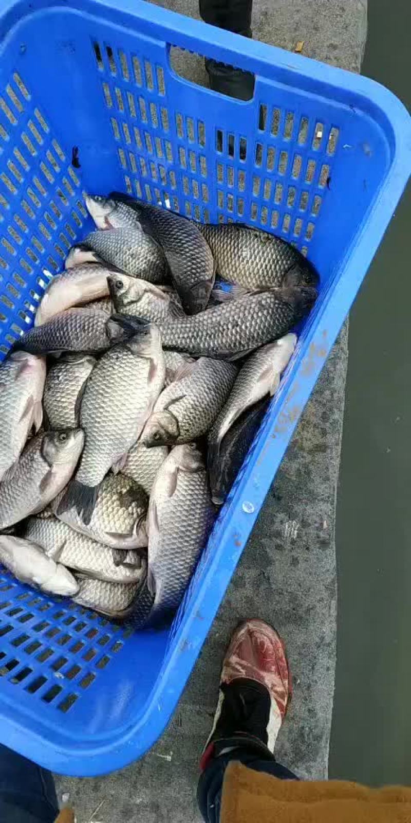 鲫鱼