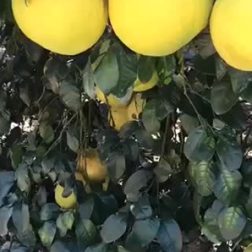 沙田柚江永粗石江香柚！非常好吃！