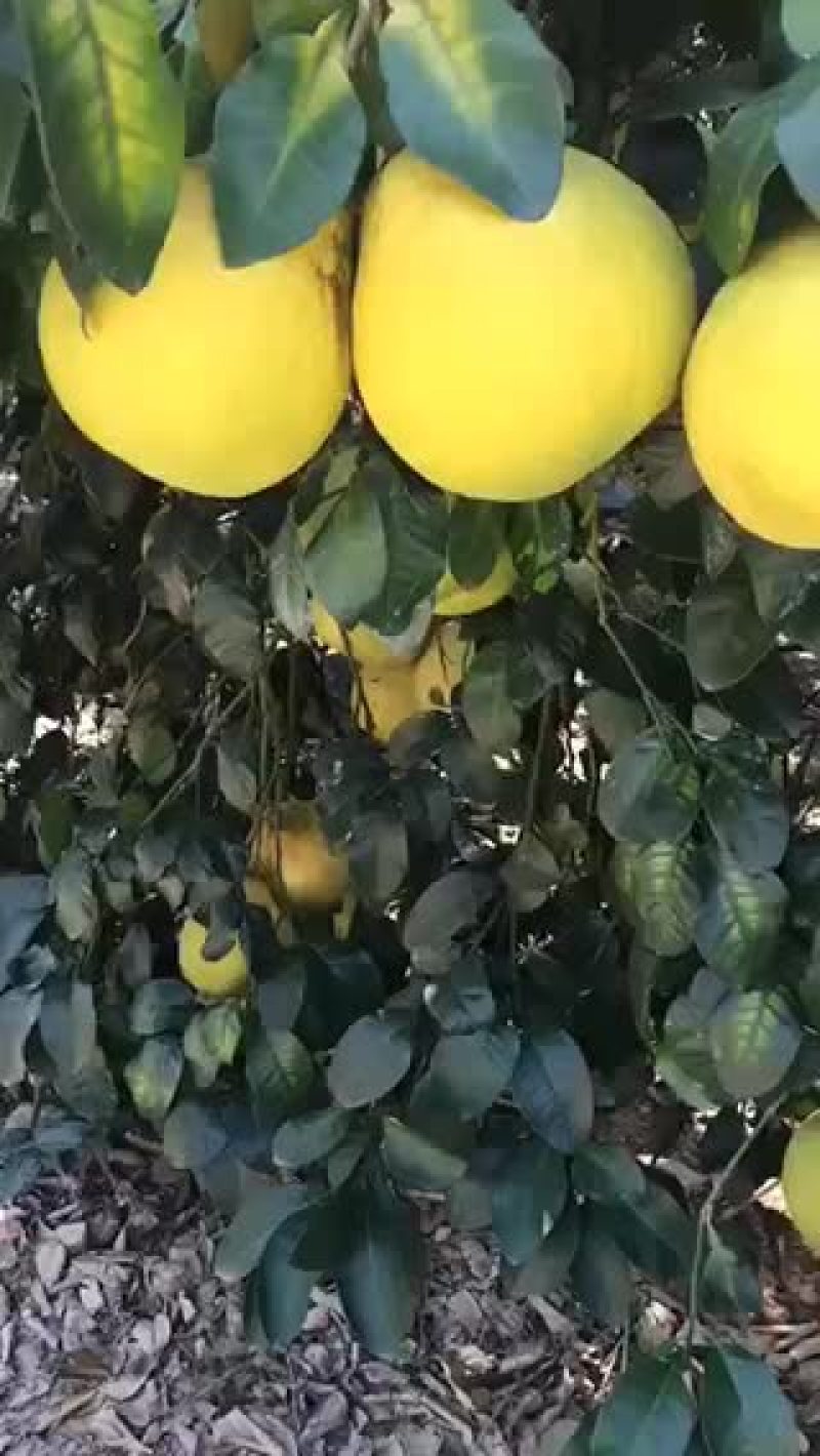 沙田柚江永粗石江香柚！非常好吃！