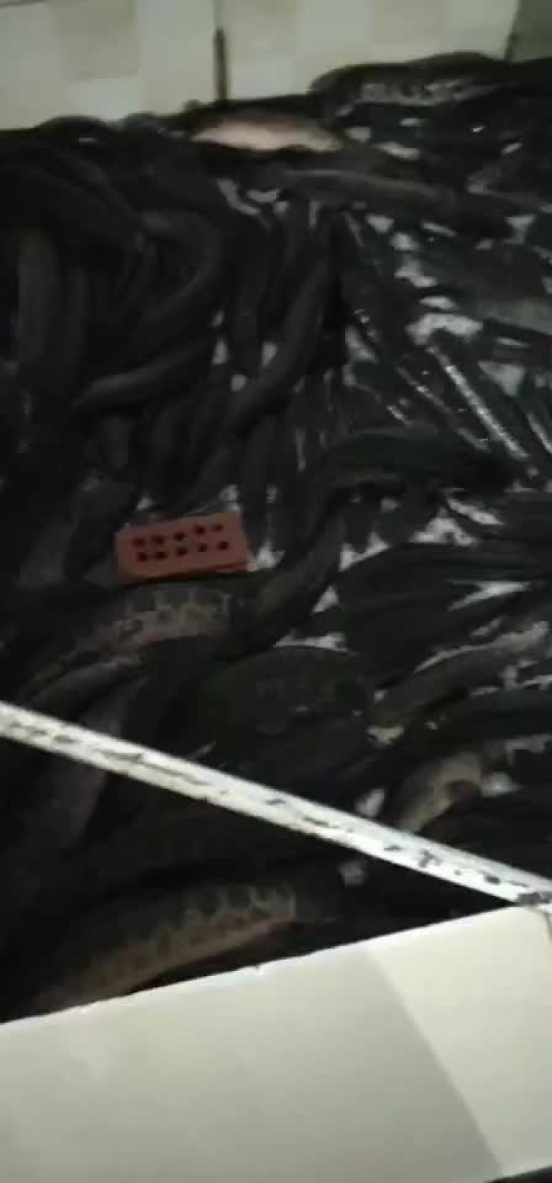 黑鱼